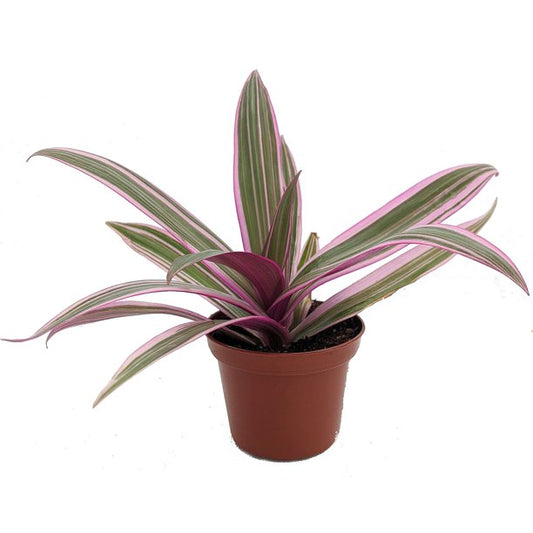 Tradescantia Spathacea - Moses In The Cradle