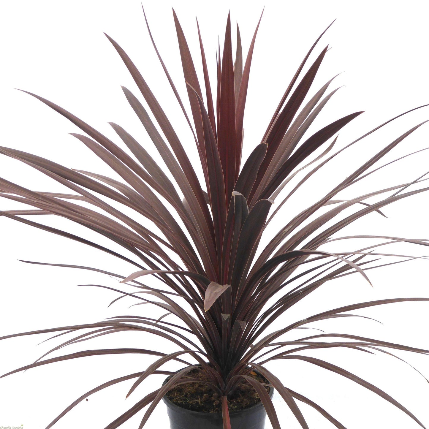 Cordyline Red Star