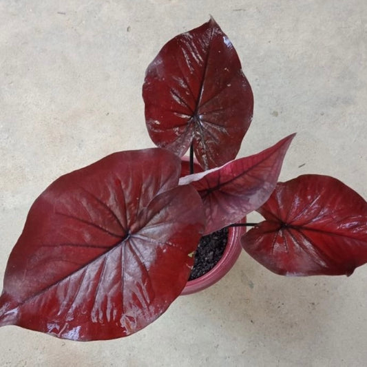 Caladium Black Mamba