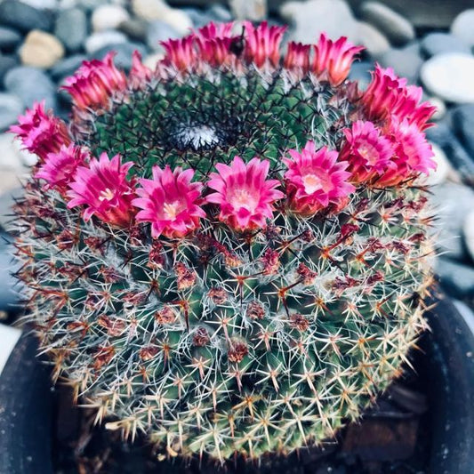 Powder Puff Cactus