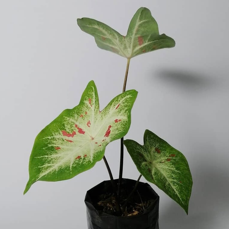 Caladium Jubilee