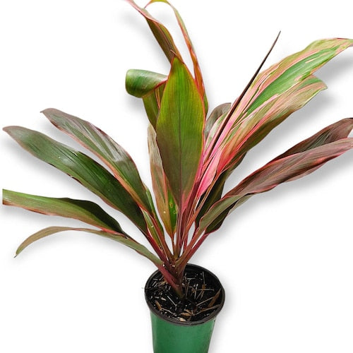 Cordyline Bolero Tricolor