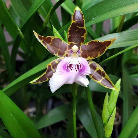 Miltonia Kismet - Kind Kai