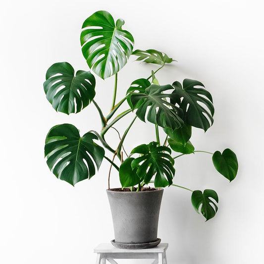 Monstera Deliciosa