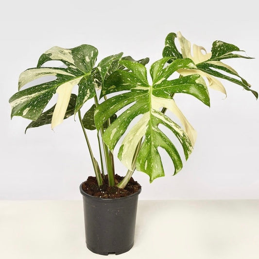 Monstera White Variegated