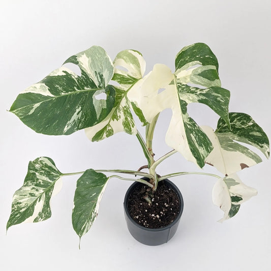 Monstera Thai Constellation