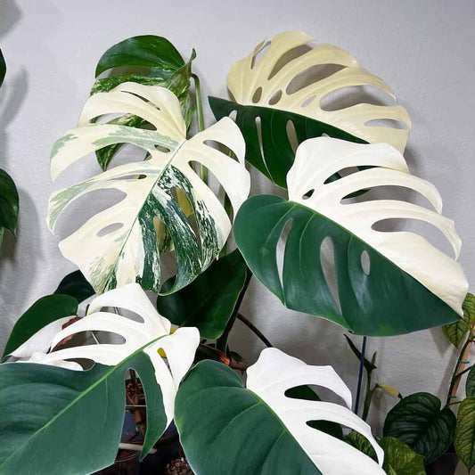 Monstera Half Moon