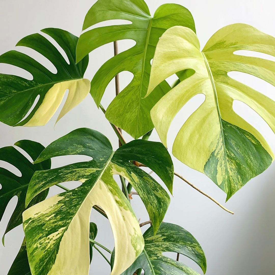 Monstera Aurea