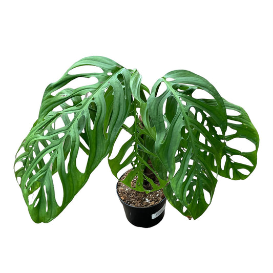 Monstera Esqueleto