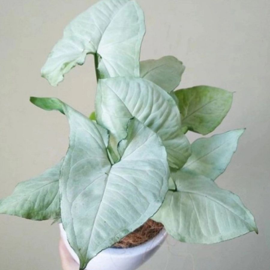 Syngonium Imperial White