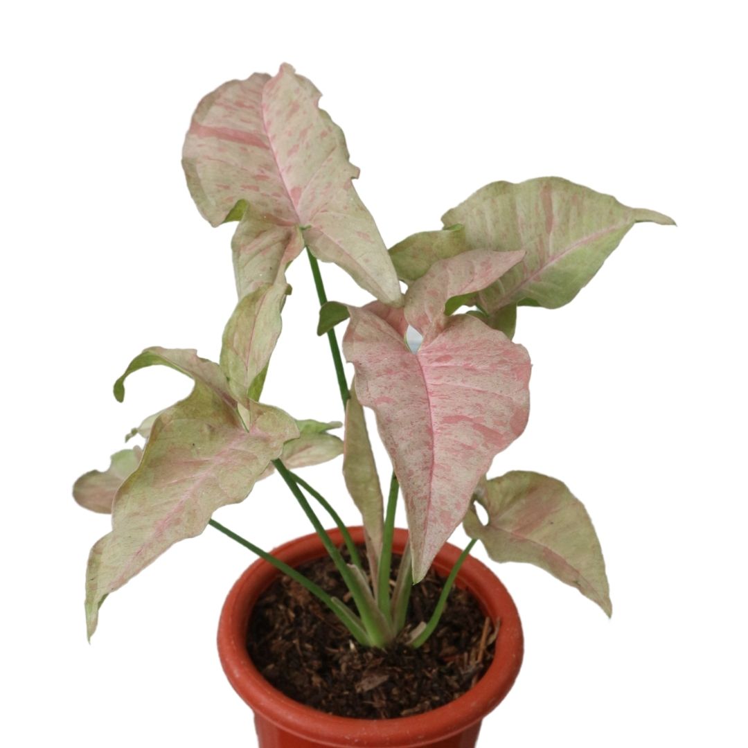 Syngonium Pink Spot