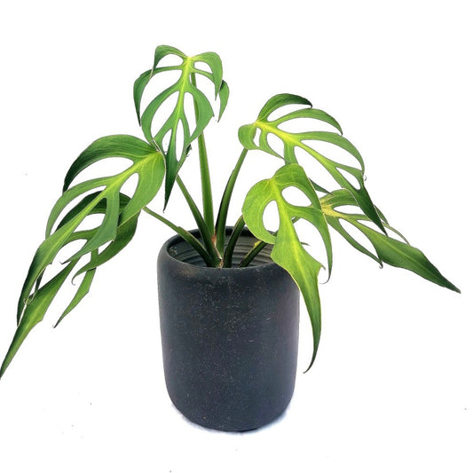 Monstera Obliqua