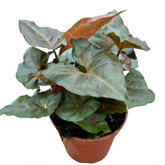 Syngonium Brocate