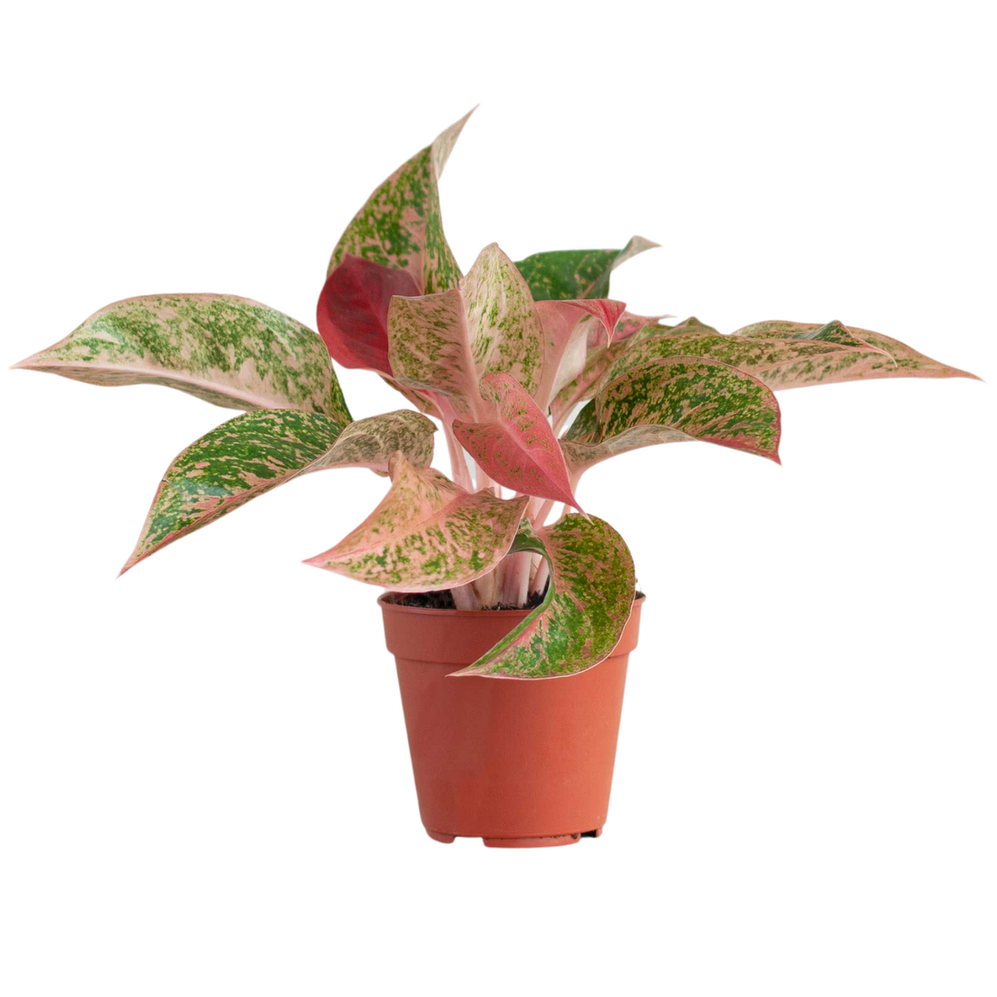 Aglaonema Prosperity