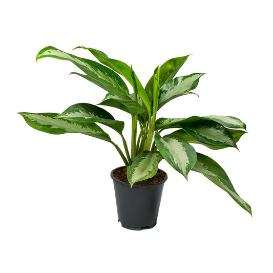 Aglaonema Diamond Bay