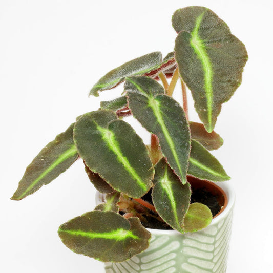 Begonia Listada