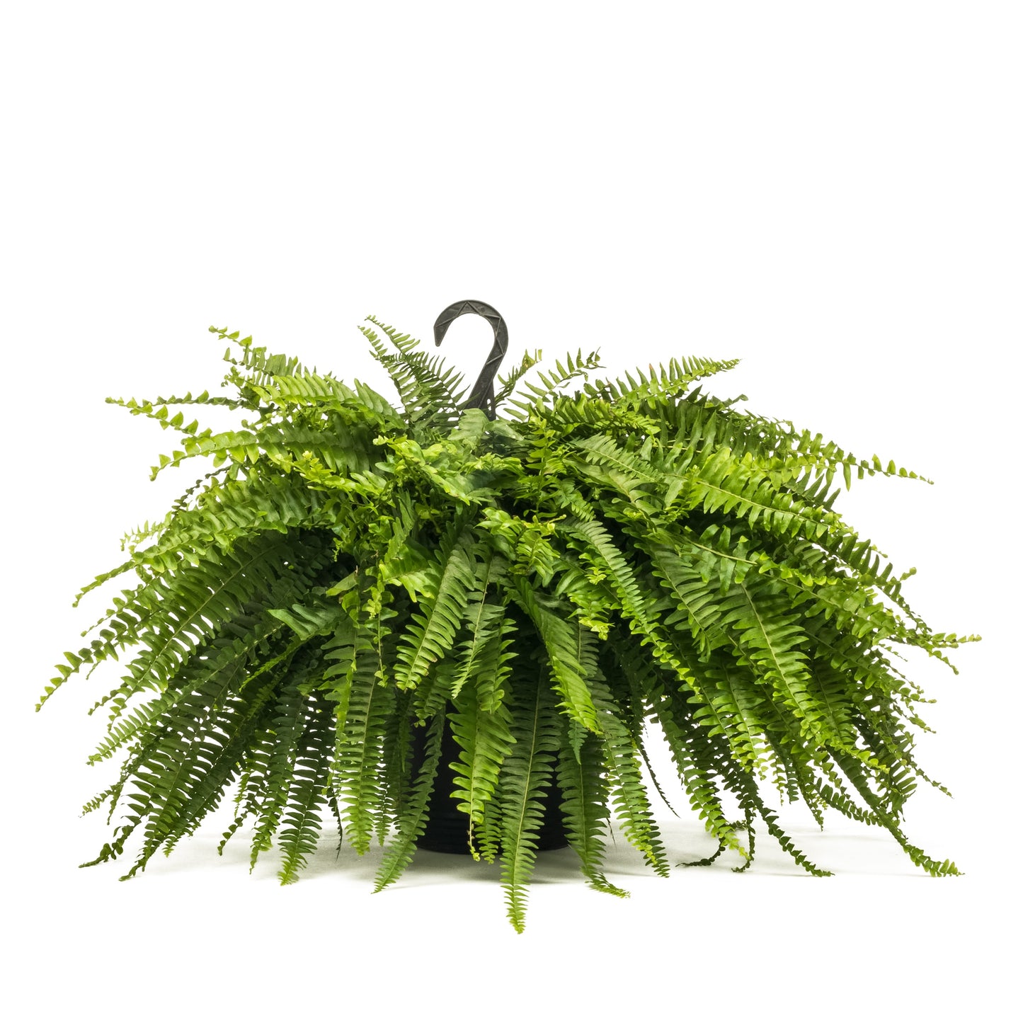 Boston Fern