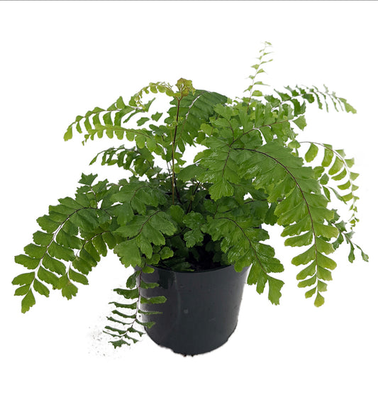 Northern Maidenhair Fern