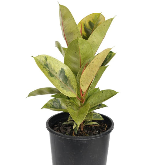 Ficus Elastica - Shivereana