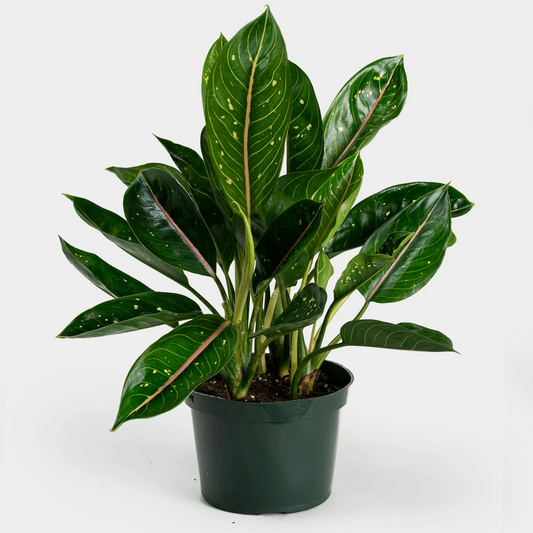 Aglaonema Pink Moon