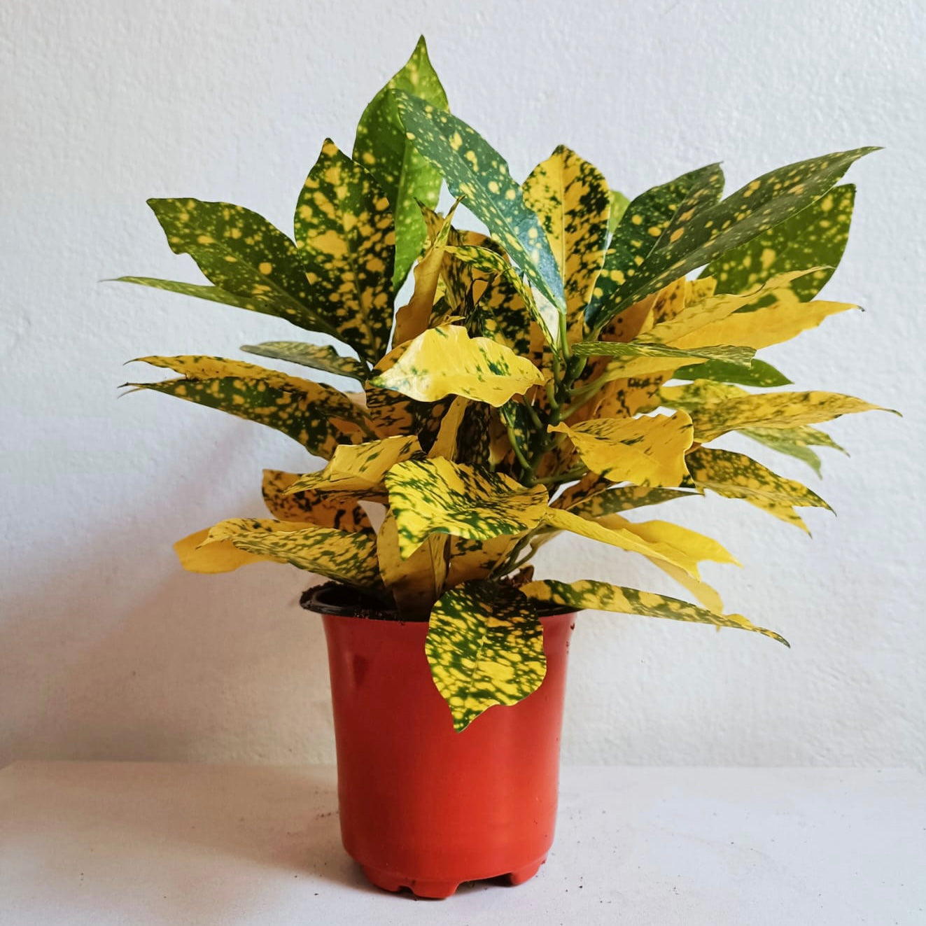 Croton Gold Star