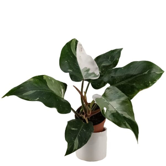 Philodendron White Knight