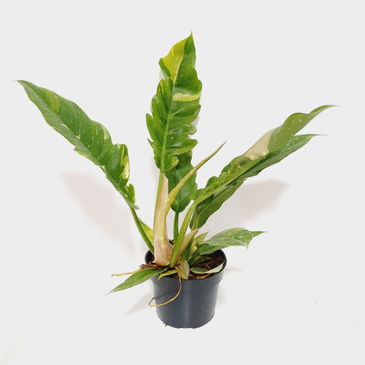 Philodendron Variegated Ring of Fire