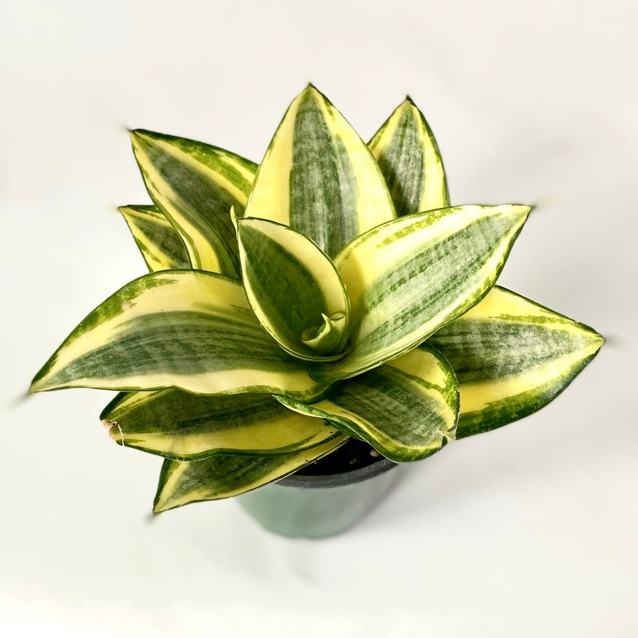 Sansevieria - Golden Hahnii