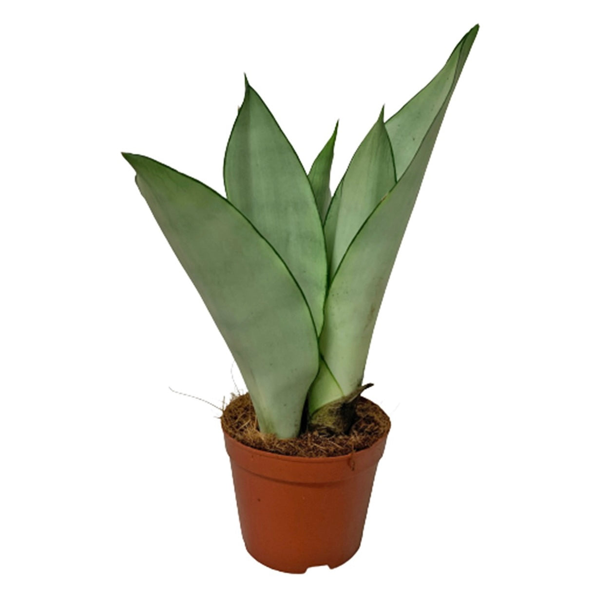 Sansevieria Trifasciata – Moonshine