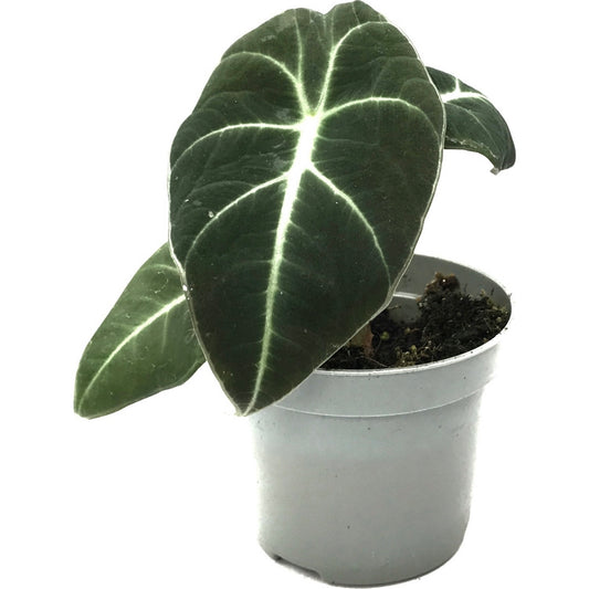 Alocasia Reginula