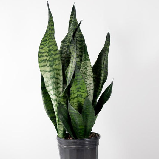 Sansevieria Robusta