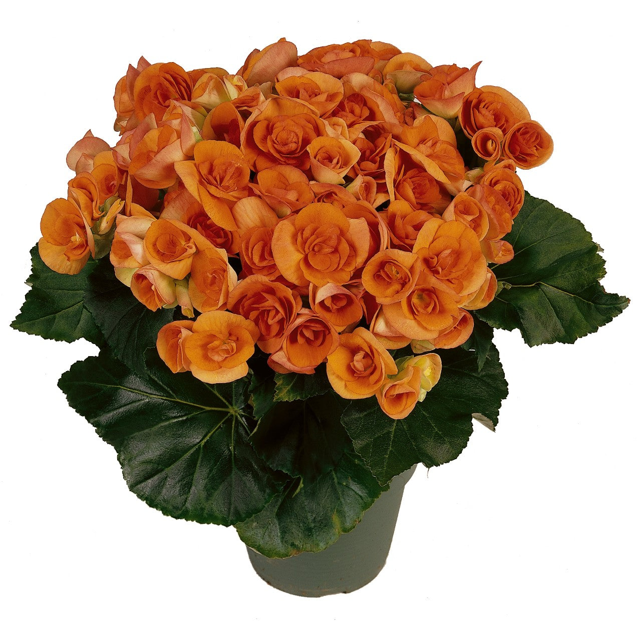 Begonia Amstel Batik