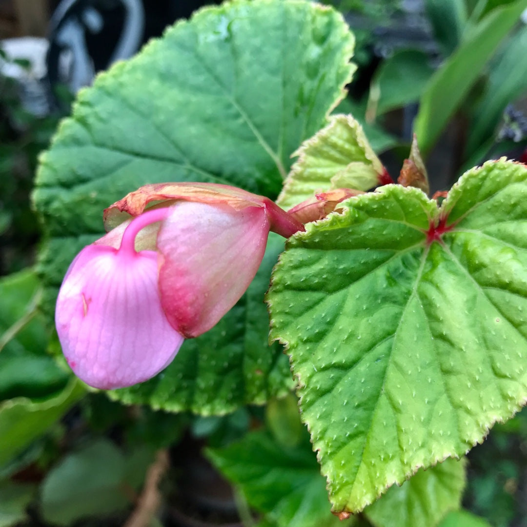 Begonia Heron’s Pirouette