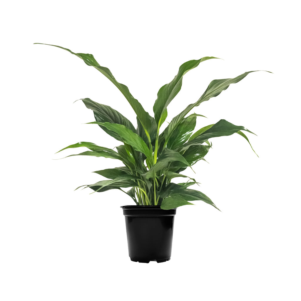 Jetty Peace Lily