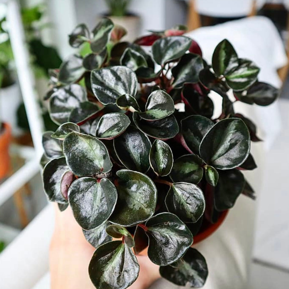 Peperomia Metallica