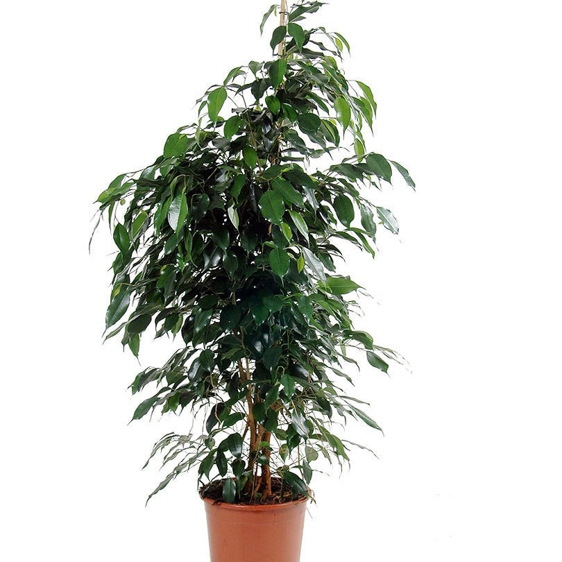 Ficus Benjamina