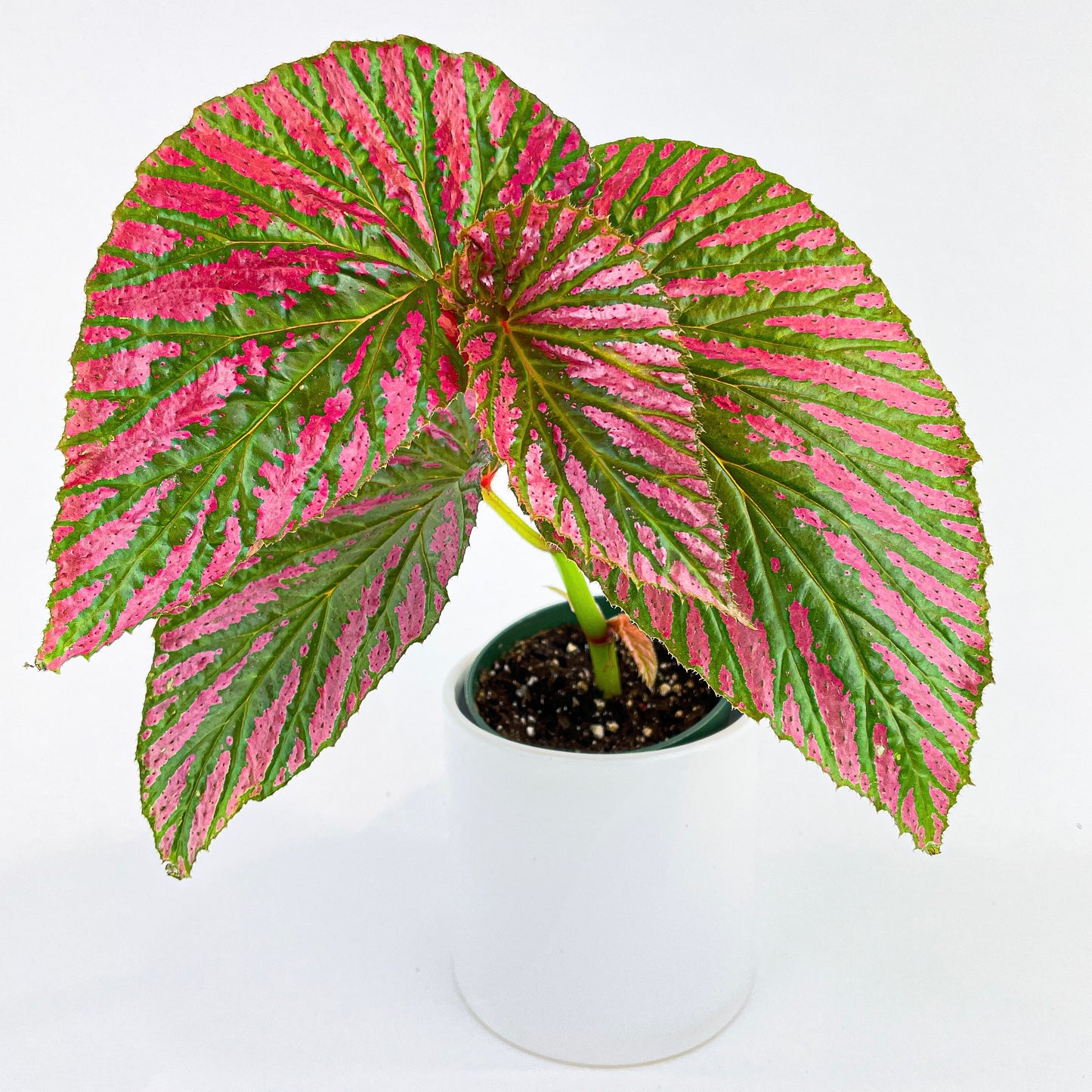 Begonia Brevirimosa