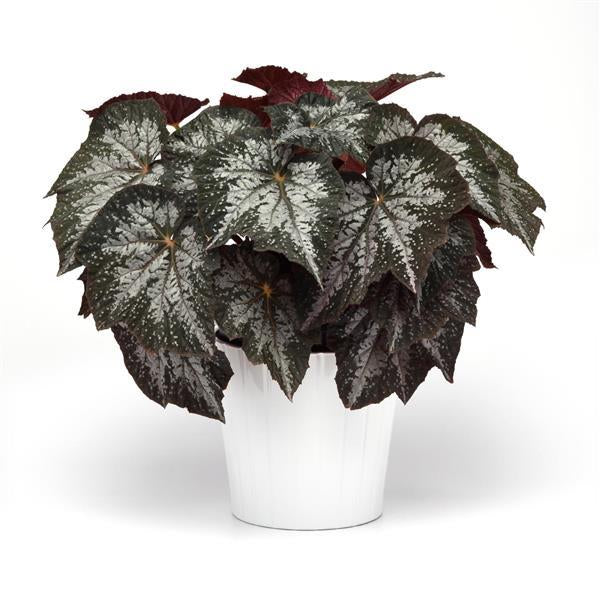 Begonia Jurassic Silver Swirl