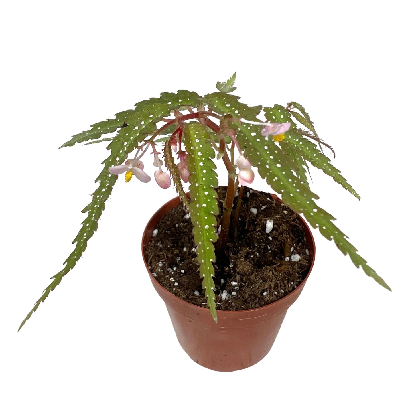 Begonia Pteridiformis