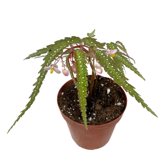 Begonia Pteridiformis