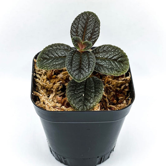 Pilea Black Leaved Panamiga