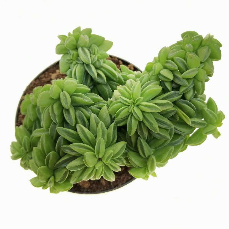 Peperomia Dolabriformis