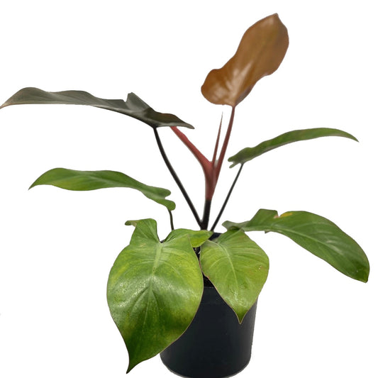 Philodendron Florida Bronze