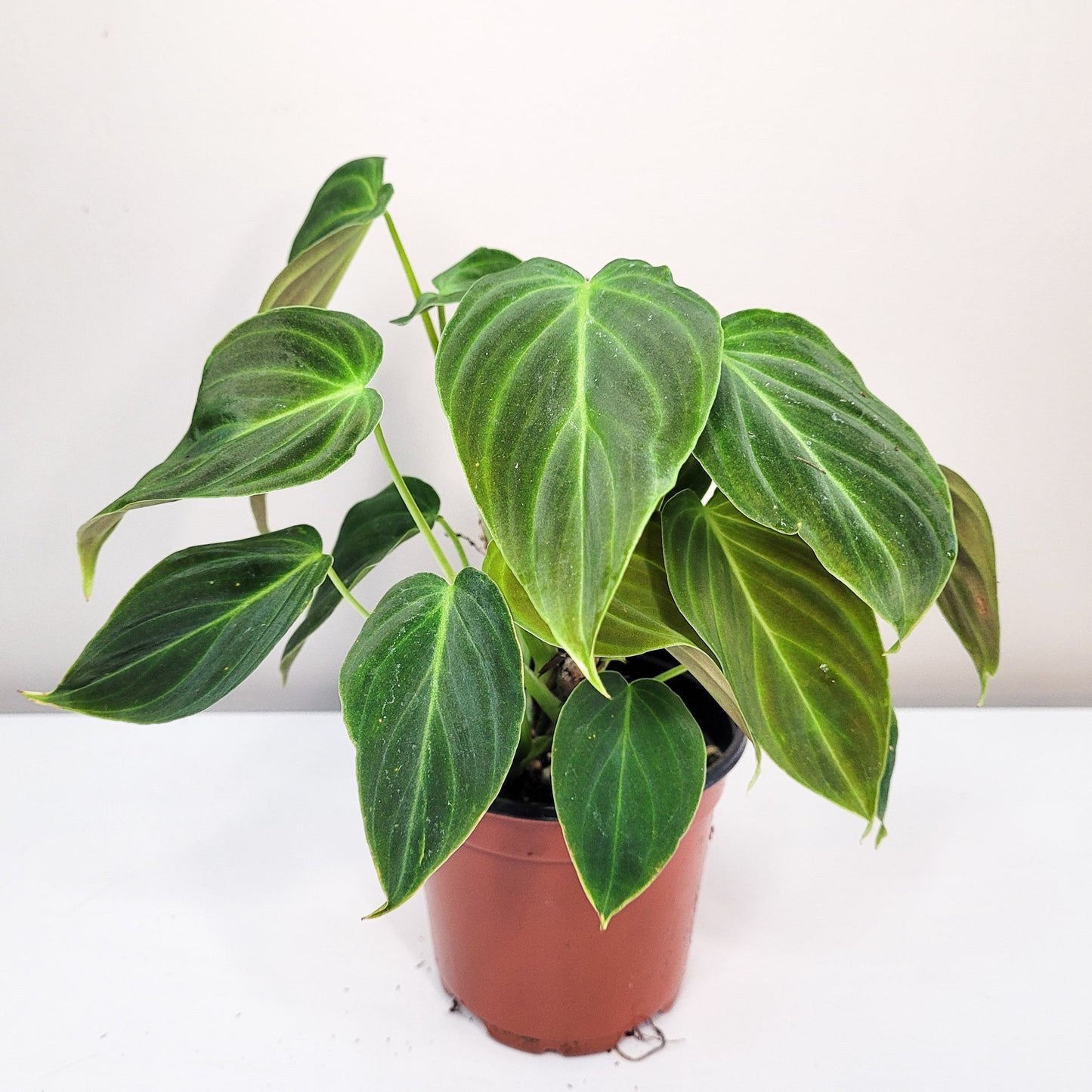 Philodendron Splendid