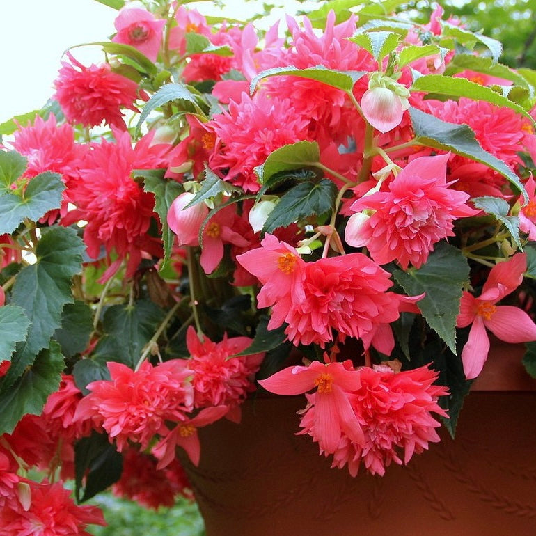 Begonia Belleconia Rose