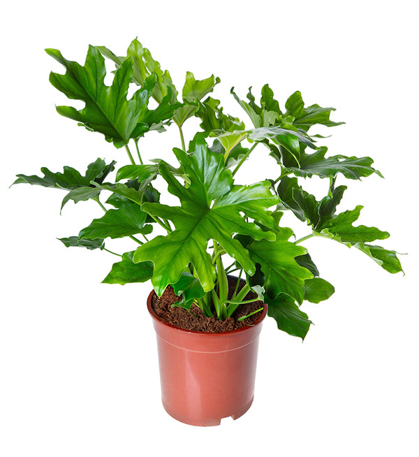 Philodendron Selloum