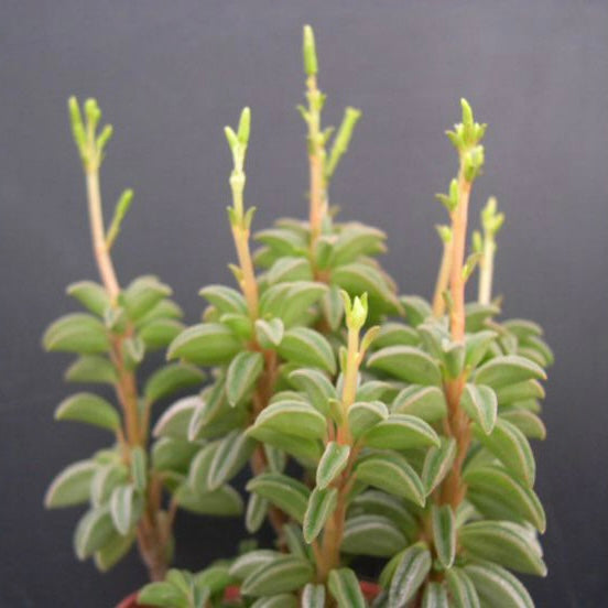 Peperomia Kimnachii