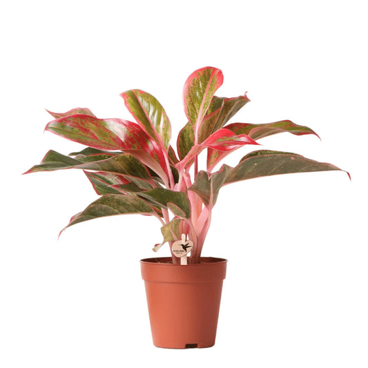 Aglaonema Prestige