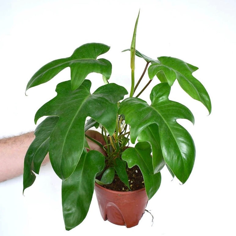 Philodendron Green Florida