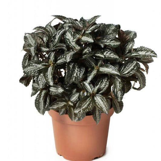 Pilea Aluminum Plant